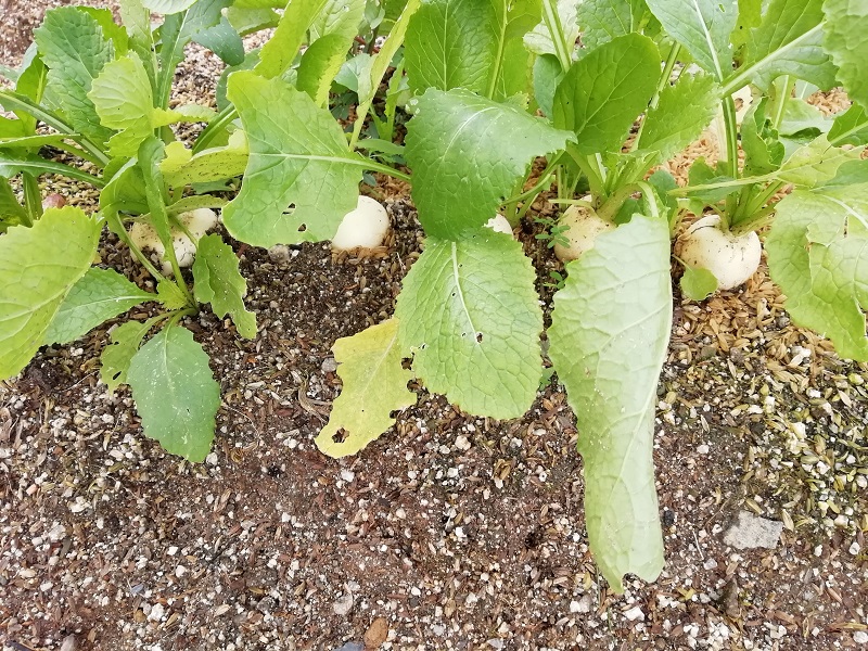 f:id:inakanite:20211112185041j:plain