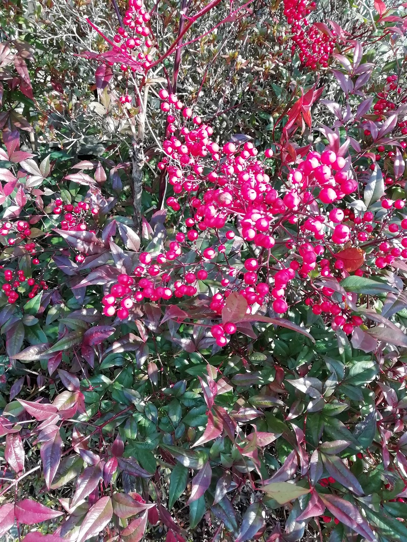 f:id:inakanite:20220103131434j:plain