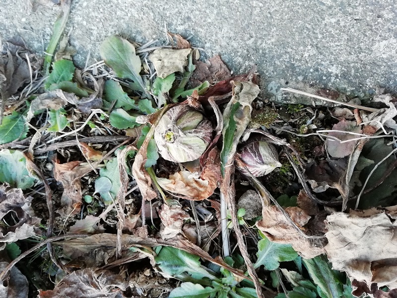 f:id:inakanite:20220120114553j:plain