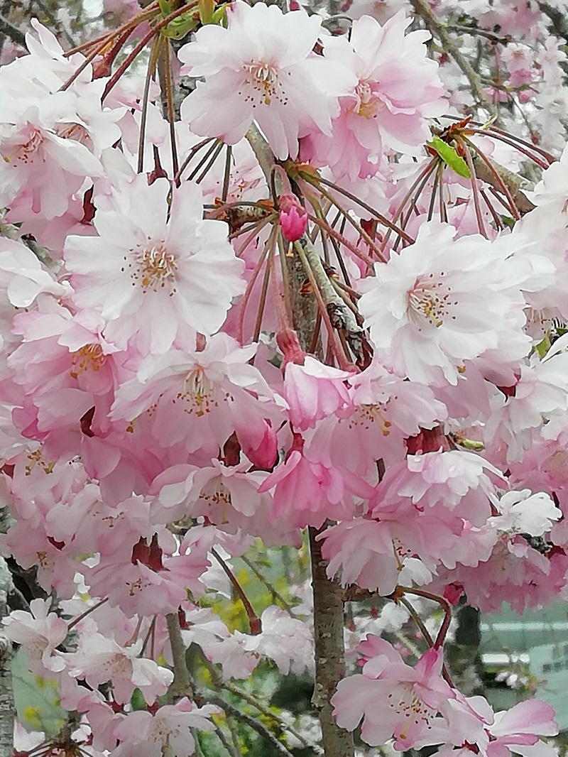 f:id:inakanite:20220415121253j:plain