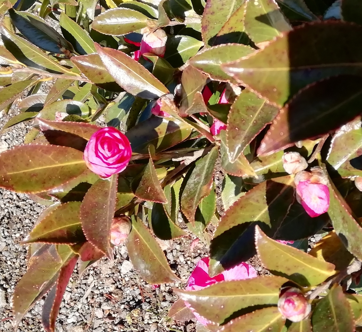 かわいいピンクの山茶花 チャドクガに注意！ - ささゆりのブログ
