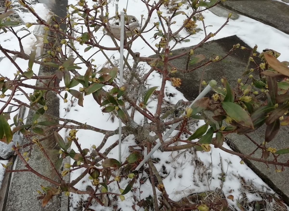 沈丁花 葉 が 落ちる