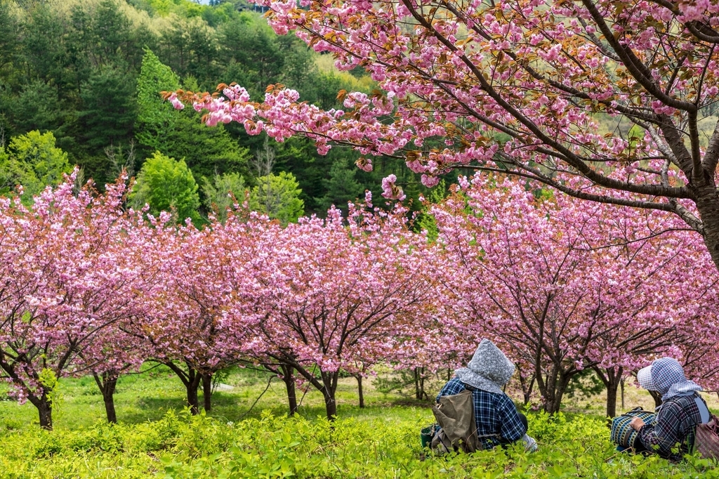 f:id:inakanokeanin:20190109224415j:plain f:id:inakanokeanin:20190109224415j:plain