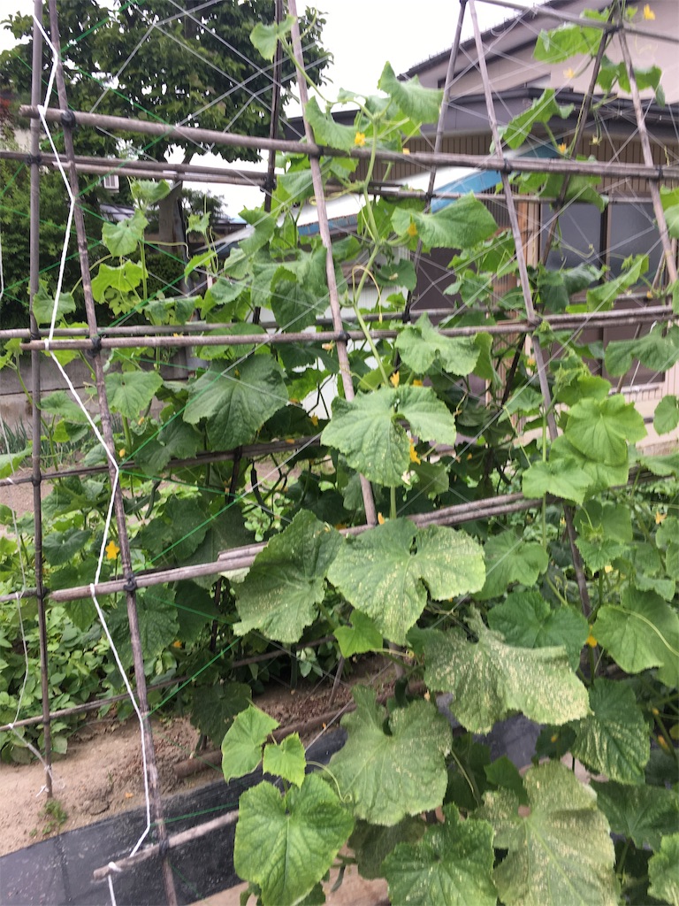 f:id:inakashuf:20190712152736j:image f:id:inakashuf:20190712152736j:image