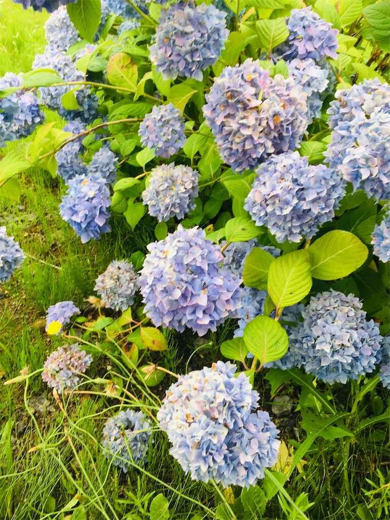f:id:inakashuf:20190719184012j:image f:id:inakashuf:20190719184012j:image