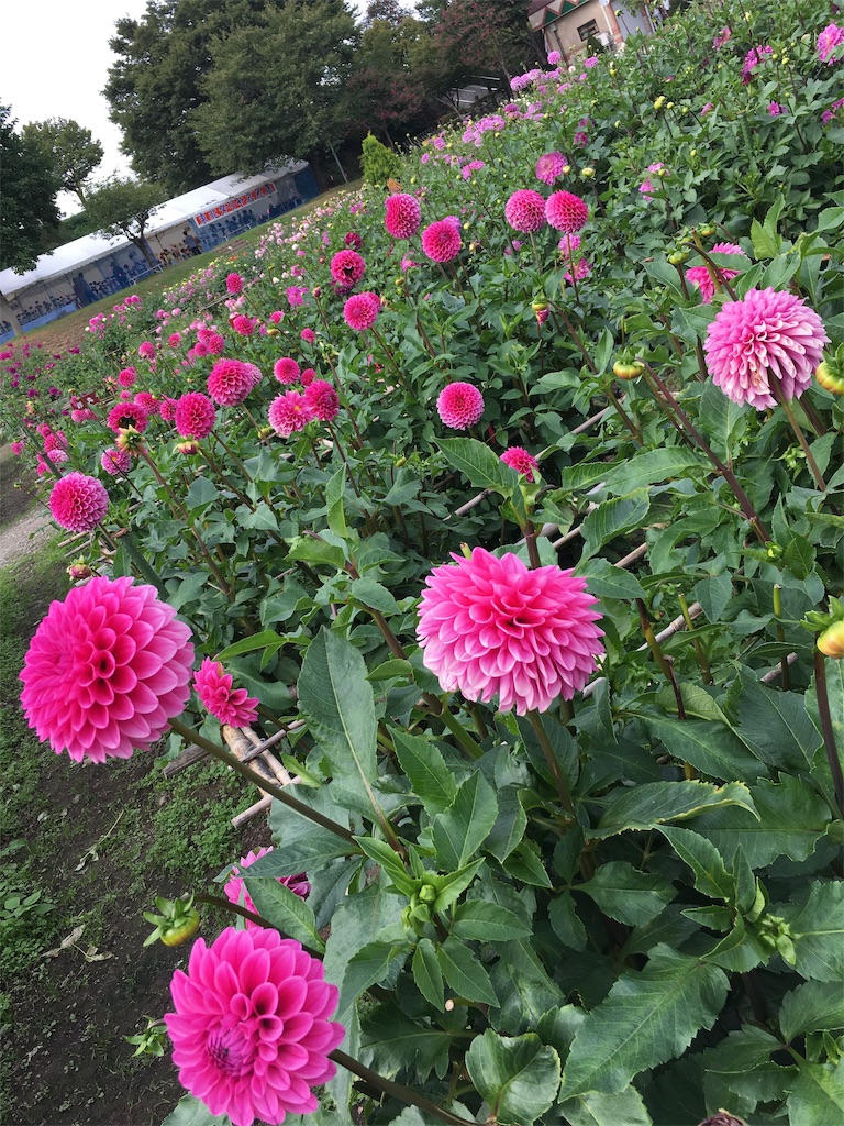 f:id:inakashuf:20190928164106j:image f:id:inakashuf:20190928164106j:image