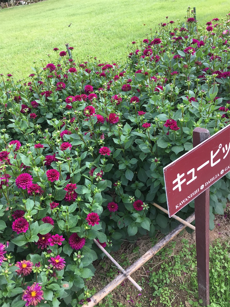 f:id:inakashuf:20190928164143j:image f:id:inakashuf:20190928164143j:image