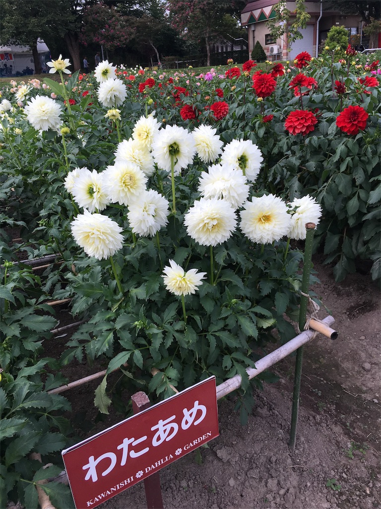 f:id:inakashuf:20190928164226j:image f:id:inakashuf:20190928164226j:image