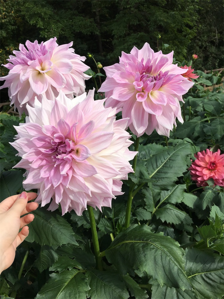 f:id:inakashuf:20190928164237j:image f:id:inakashuf:20190928164237j:image