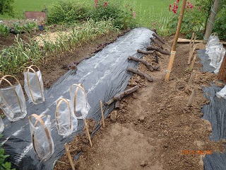 紅アズマ30本植える planting 30 seedlings of 'beni-azuma' - いなかを楽しむ生活2 The Life ...