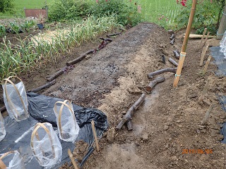 紅アズマ30本植える planting 30 seedlings of 'beni-azuma' - いなかを楽しむ生活2 The Life ...