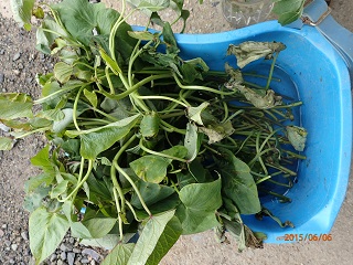 紅アズマ30本植える planting 30 seedlings of 'beni-azuma' - いなかを楽しむ生活2 The Life ...