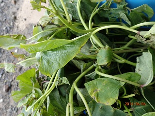 紅アズマ30本植える planting 30 seedlings of 'beni-azuma' - いなかを楽しむ生活2 The Life ...