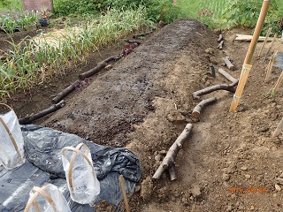 紅アズマ30本植える planting 30 seedlings of 'beni-azuma' - いなかを楽しむ生活2 The Life ...