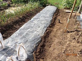 紅アズマ30本植える planting 30 seedlings of 'beni-azuma' - いなかを楽しむ生活2 The Life ...