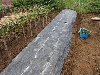 紅アズマ30本植える planting 30 seedlings of 'beni-azuma' - いなかを楽しむ生活2 The Life ...