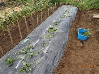 紅アズマ30本植える planting 30 seedlings of 'beni-azuma' - いなかを楽しむ生活2 The Life ...
