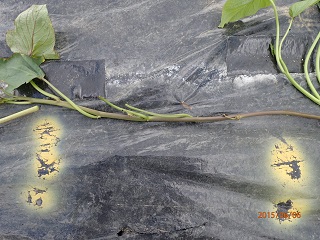 紅アズマ30本植える planting 30 seedlings of 'beni-azuma' - いなかを楽しむ生活2 Life ...