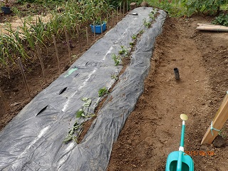 紅アズマ30本植える planting 30 seedlings of 'beni-azuma' - いなかを楽しむ生活2 The Life ...