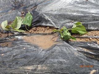 紅アズマ30本植える planting 30 seedlings of 'beni-azuma' - いなかを楽しむ生活2 The Life ...