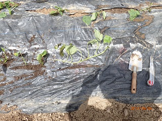 紅アズマ30本植える planting 30 seedlings of 'beni-azuma' - いなかを楽しむ生活2 The Life ...