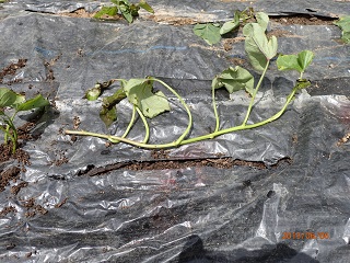 紅アズマ30本植える planting 30 seedlings of 'beni-azuma' - いなかを楽しむ生活2 The Life ...