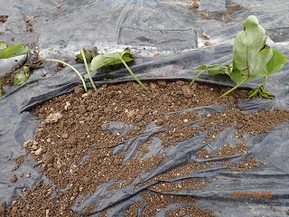 紅アズマ30本植える planting 30 seedlings of 'beni-azuma' - いなかを楽しむ生活2 The Life ...