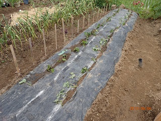 紅アズマ30本植える planting 30 seedlings of 'beni-azuma' - いなかを楽しむ生活2 The Life ...