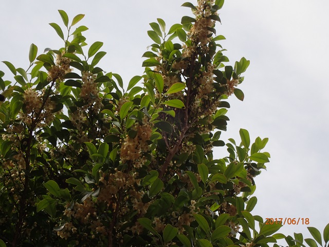 f:id:inakatano2:20170624170340j:plain