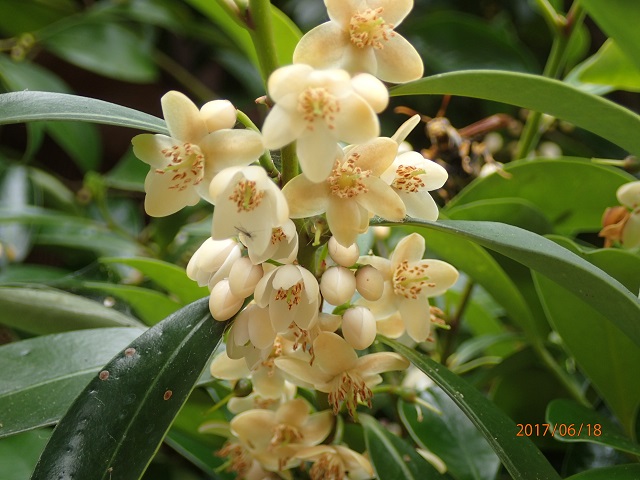 f:id:inakatano2:20170624170405j:plain