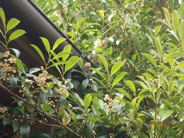 f:id:inakatano2:20170624170428j:plain