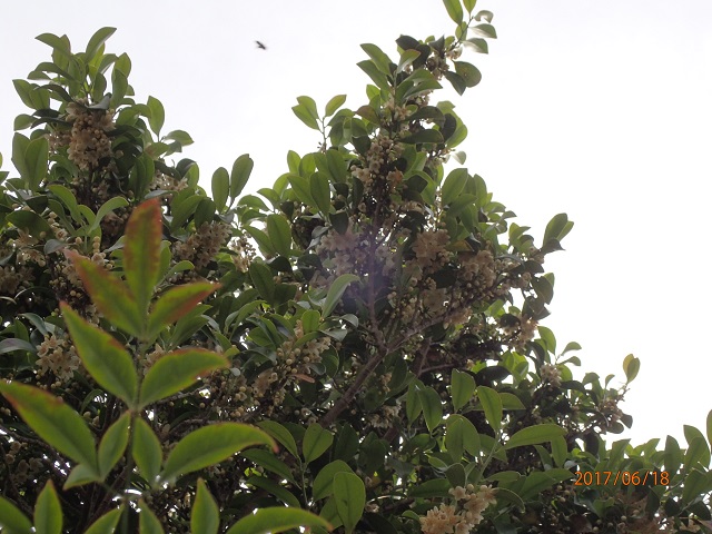 f:id:inakatano2:20170624170535j:plain