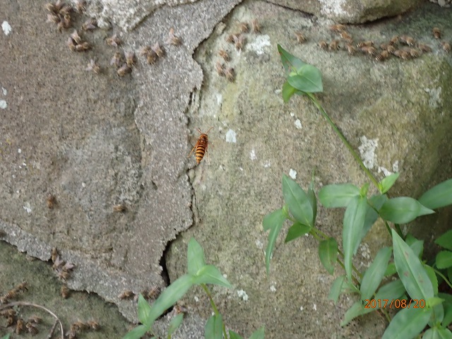 f:id:inakatano2:20170829064106j:plain