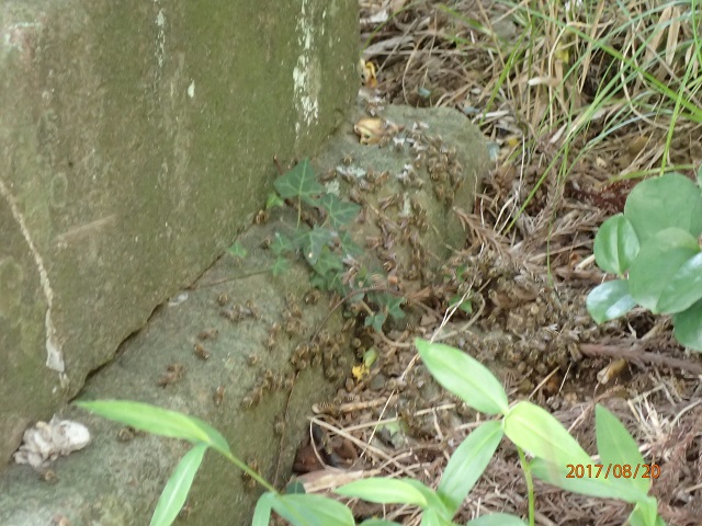 f:id:inakatano2:20170829064136j:plain