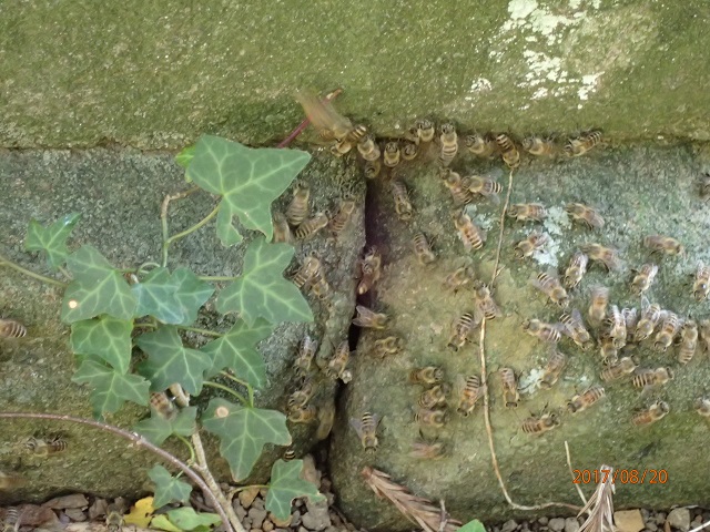 f:id:inakatano2:20170829064210j:plain