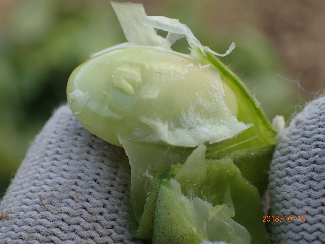 枝豆 抜いたままで Green soybeans - いなかを楽しむ生活2 The Life Enjoying Country