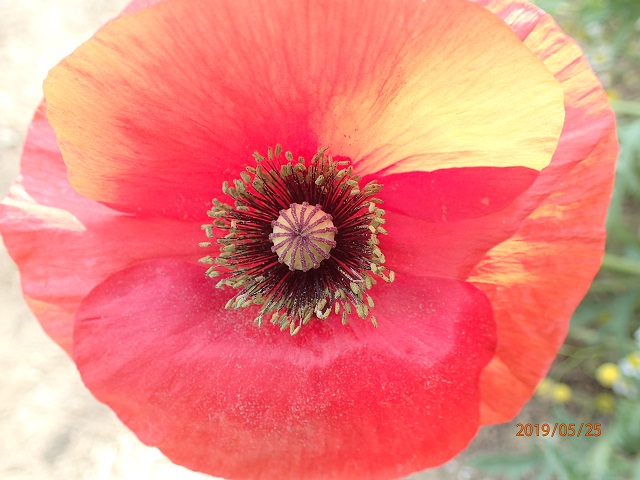 赤いポピーの花 そんなことはないか Red Poppy Flower いなかを楽しむ生活2 Life Enjoying Country 赤いポピーの花 そんなことはないか Red Poppy Flower いなかを楽しむ生活2 Life Enjoying Country