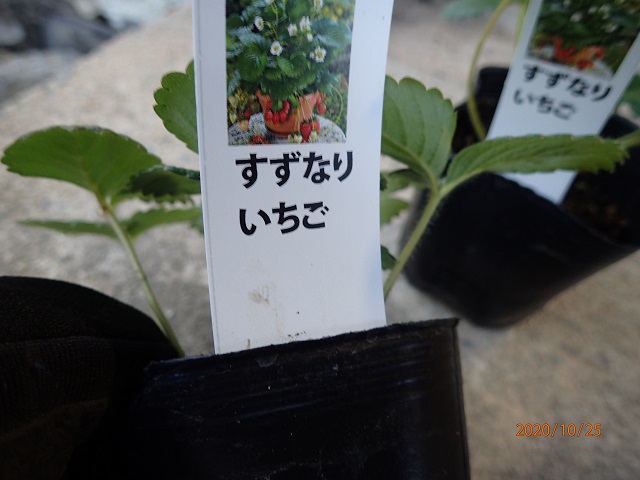 「なまもの」 ブレブレ写真 Raw food - いなかを楽しむ生活2 The Life Enjoying Country