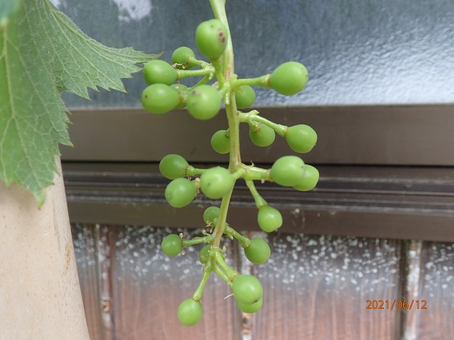 f:id:inakatano2:20210626211809j:plain