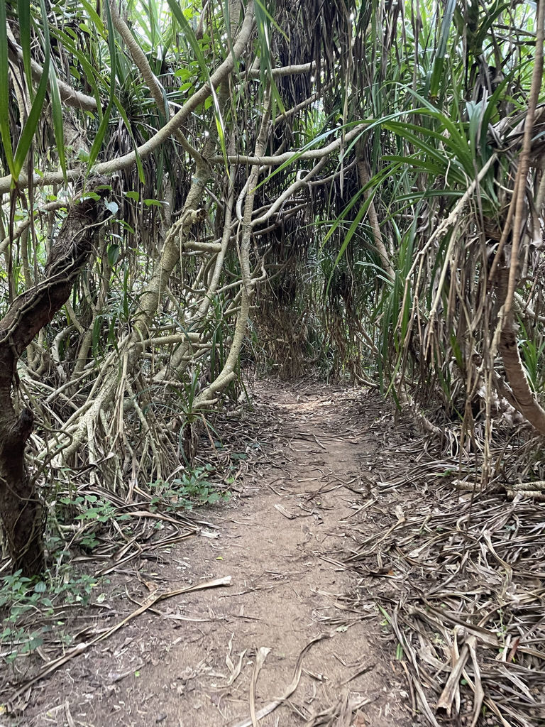 奄美大島 ハートロック