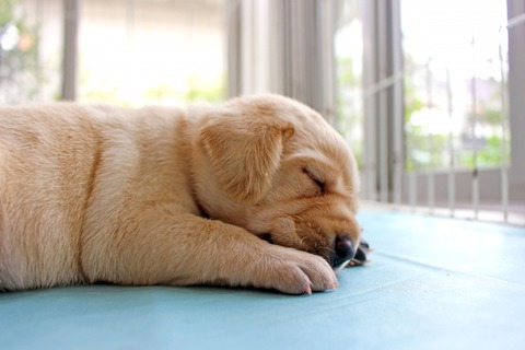 dog_hirune