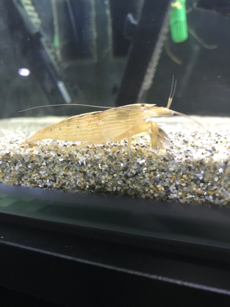 待望のロックシュリンプ 生きるものに魅せられて