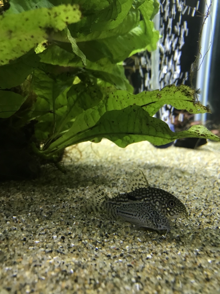 現在のタンクメンバー 18 10 02 底物水槽レポート 生きるものに魅せられて