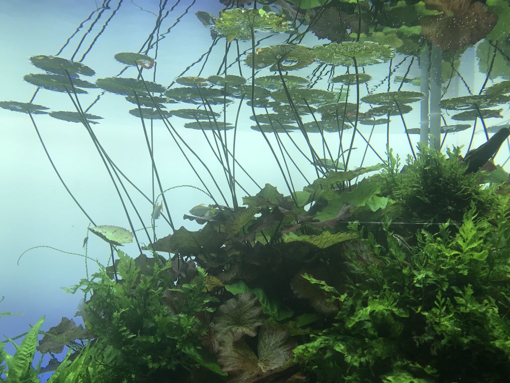 コリたちが写真を撮らせてくれるようになってきた 18 11 14 底物水槽レポート 生きるものに魅せられて