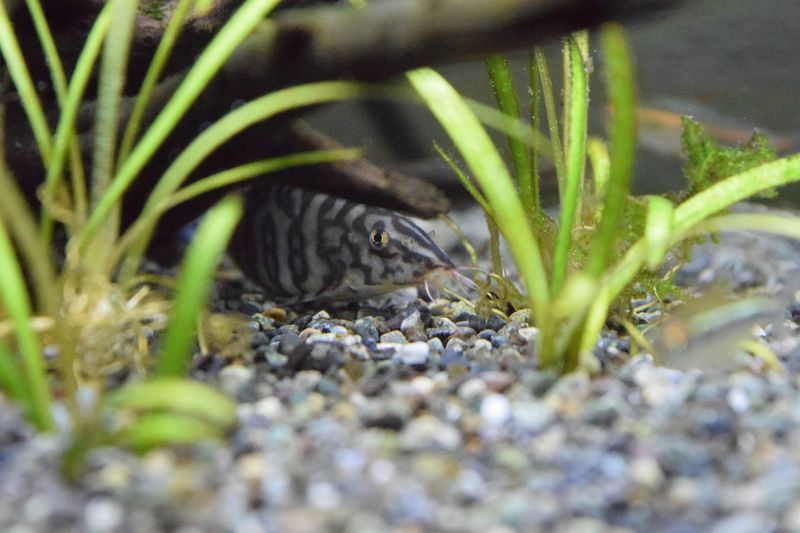 f:id:inarikue:20181118000351j:plain