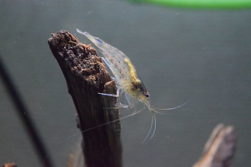 f:id:inarikue:20181118000409j:plain