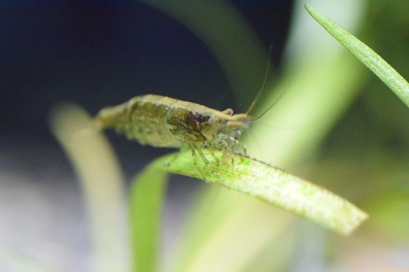 f:id:inarikue:20181121232516j:plain