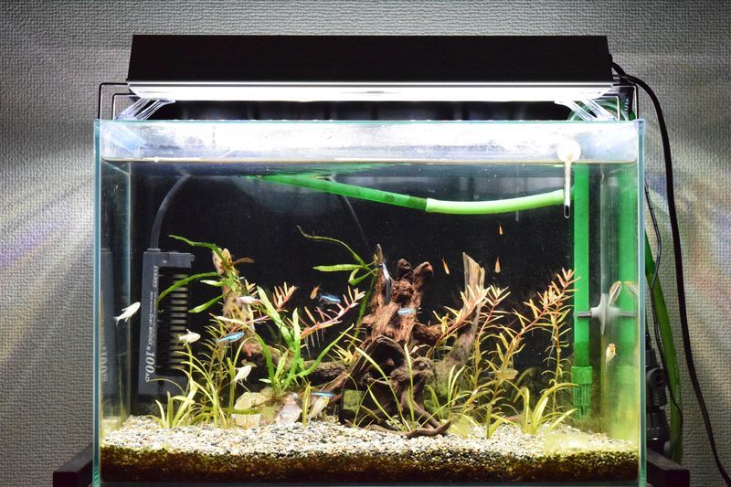 f:id:inarikue:20181210014256j:plain