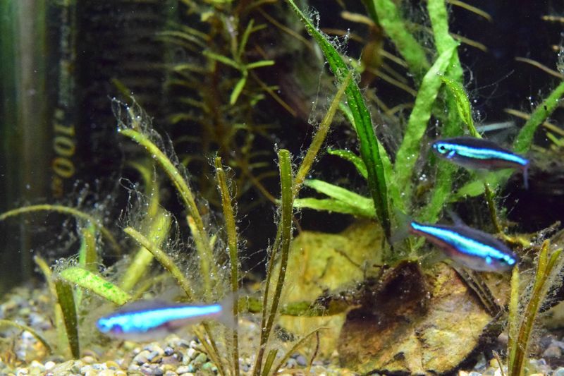 f:id:inarikue:20181210020442j:plain