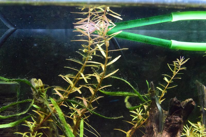 f:id:inarikue:20181210020516j:plain